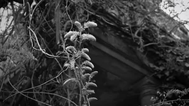 Sartén Cinematográfica Sobre Hermosa Planta Glicina Blanco Negro — Vídeo de stock