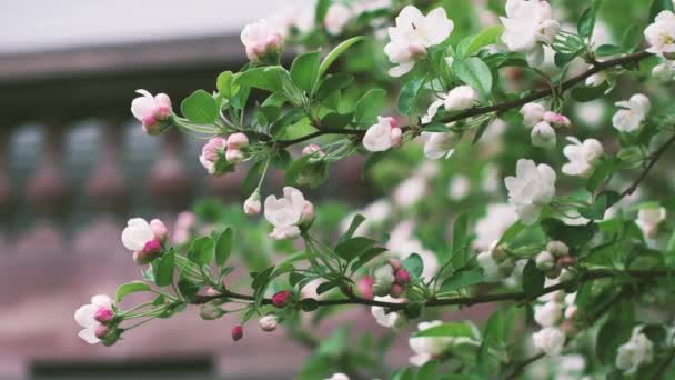 Äppelträdet Blommar Med Små Ant Klättring Gren — Stockvideo