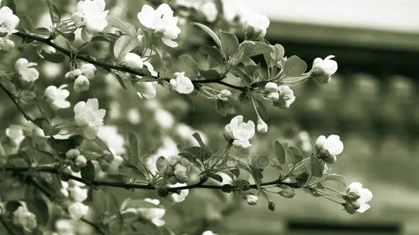 Apple tree in bloom — Stock Video