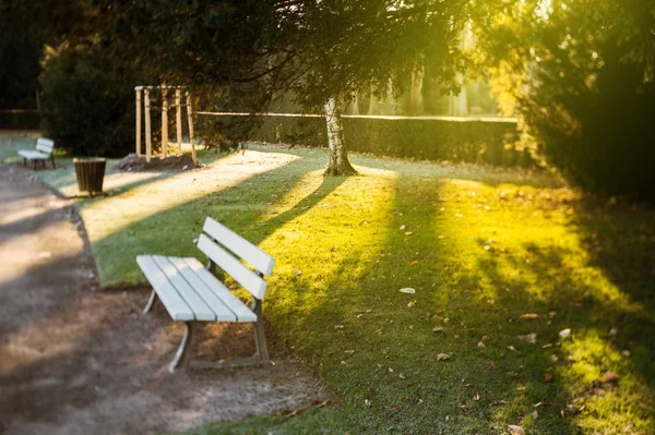 Sunny morning in winter park with empty bench — Stock Photo, Image