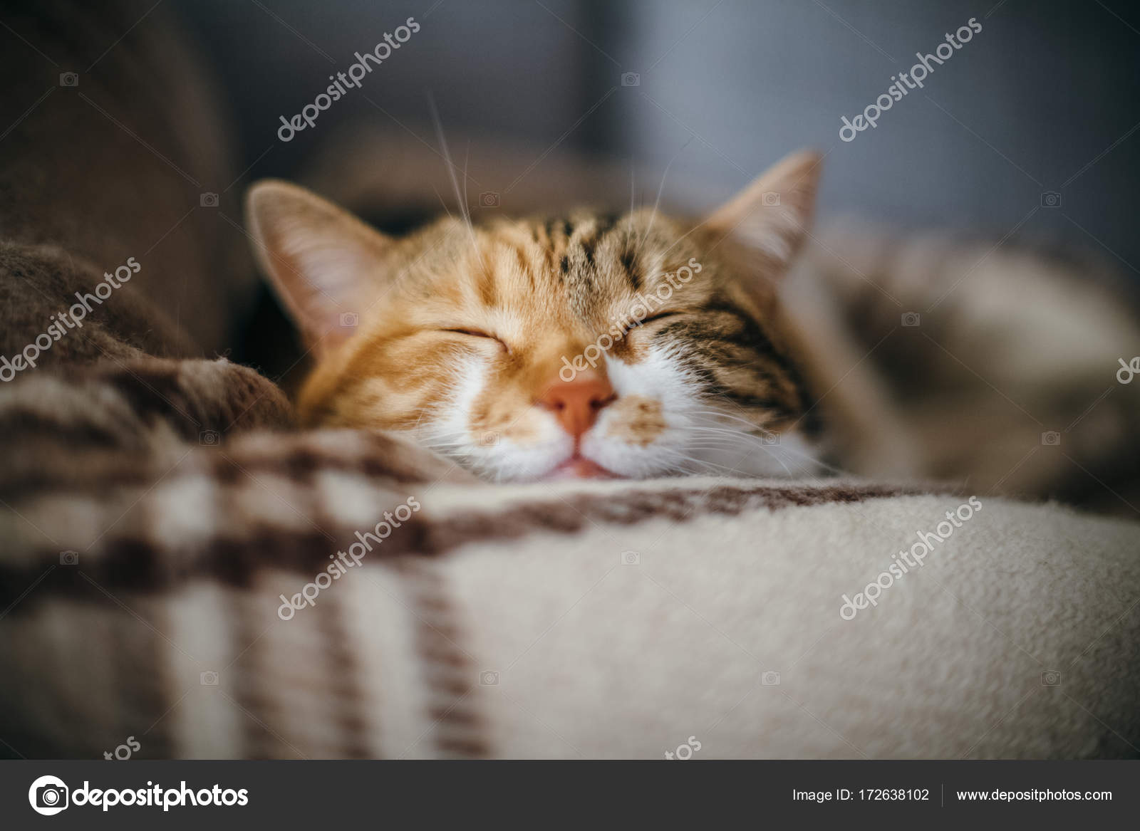 Gatto Bello Sveglio Che Dorme Inconsa Sogni Trapunta Foto Stock