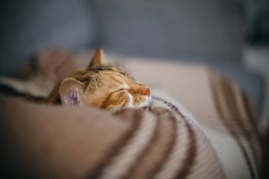 Şirin güzel kedi hepimizşunun rüyalar uyku yorgan 