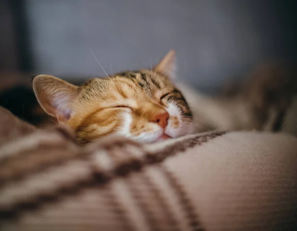 Niedliche schöne Katze schläft in ihren Träumen Quilt — Stockfoto