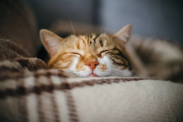 Bonito gato bonito dormindo emseus sonhos quilt — Fotografia de Stock