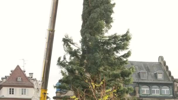 La gente que admira árbol de Navidad Instalar — Vídeo de stock