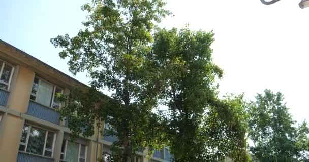 Närbild Gula Bilar City Road Med Gröna Träd Bakgrund — Stockvideo