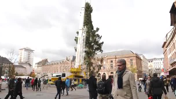 人们欣赏圣诞树安装 — 图库视频影像