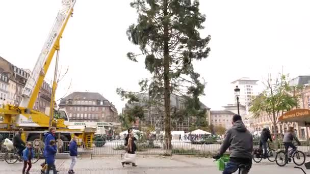People admiring Christmas Tree Install — Stock Video
