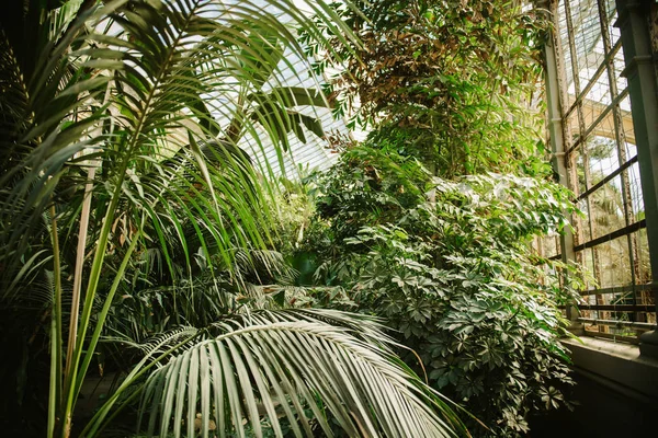 Luxury private tropical garden with palms — Stock Photo, Image