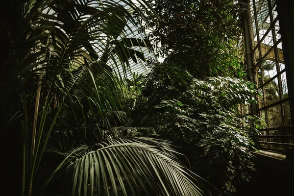 Luxusní soukromé tropické zahradě s palmami — Stock fotografie