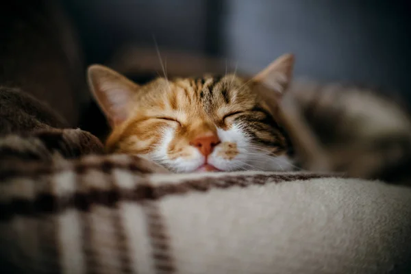 Lindo Colorido Gato Durmiendo Caliente Cama — Foto de Stock