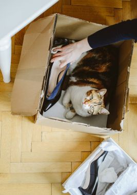 Kadın unboxing yeni ayakkabı şirin ev evde beslenen hayvan kedi ona yardım ile