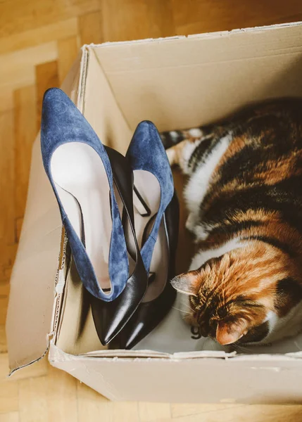 Cat playing in shoe box after delivery — Stock Photo, Image