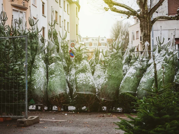 Vendita di alberi di Natale al mercato agricolo nel centro di Strasburgo — Foto Stock