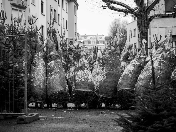 Vendita di alberi di Natale al mercato agricolo nel centro di Strasburgo — Foto Stock