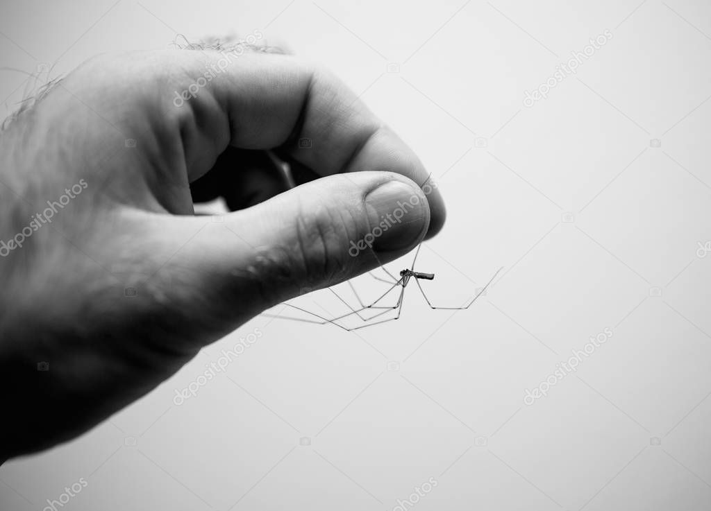Spider in man hand black and white image 