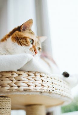 pencereden kedi ağaçtan arayan kadın