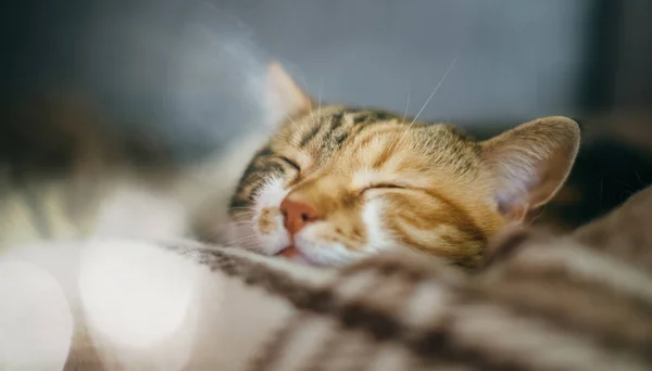 Vista Laterale Carino Bel Gatto Che Dorme Nei Suoi Sogni — Foto Stock