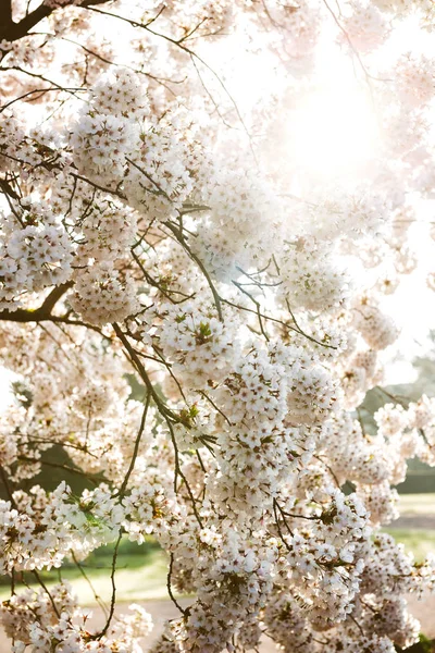 Sakura tree in blossom branch — Stock Photo, Image