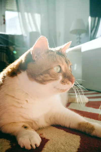 Curious cat paying attention to unusual movement or sound — Stock Photo, Image