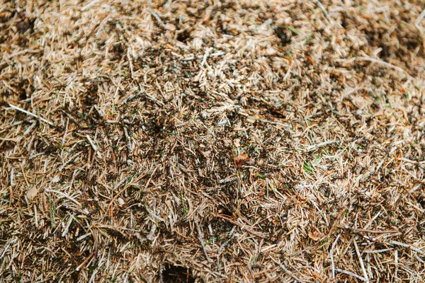 Visa från ovan av myrstack med stor grupp insekt arbetstagare — Stockfoto