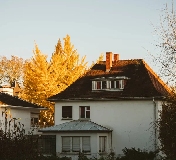 Gingko biloba árbol caída casa luz del sol —  Fotos de Stock