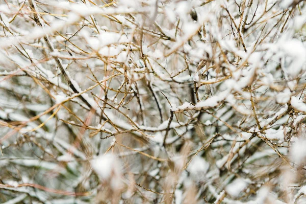 Вид сквозь снежные ветви деревьев — стоковое фото