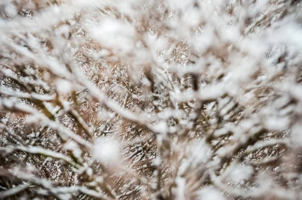 透过树木的雪树枝查看 — 图库照片