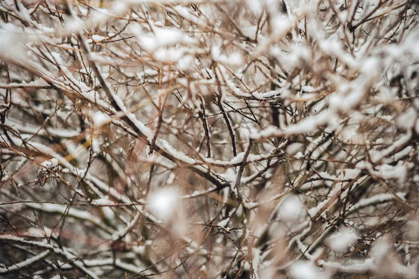 Вид сквозь снежные ветви деревьев — стоковое фото