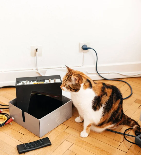 Cursious cat допомагає встановити новий Інтернет провайдер — стокове фото