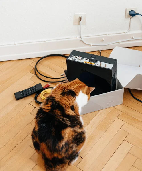 Cursious kat helpen de installatie van het nieuwe internet geve — Stockfoto