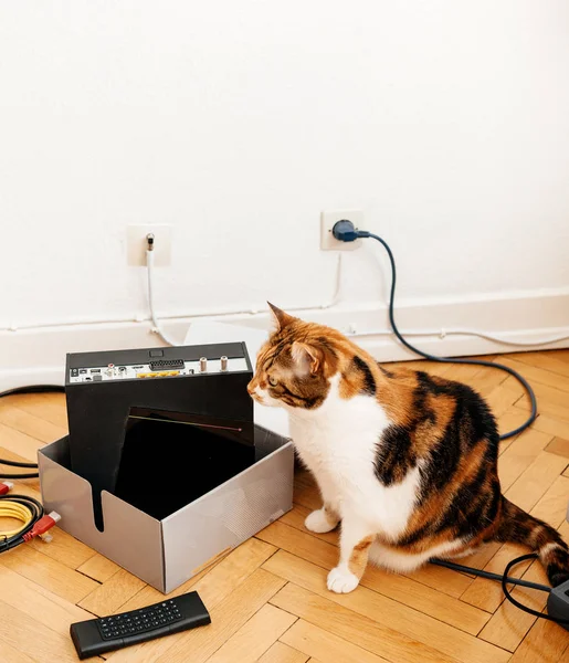 Cursious cat допомагає встановити новий Інтернет провайдер — стокове фото