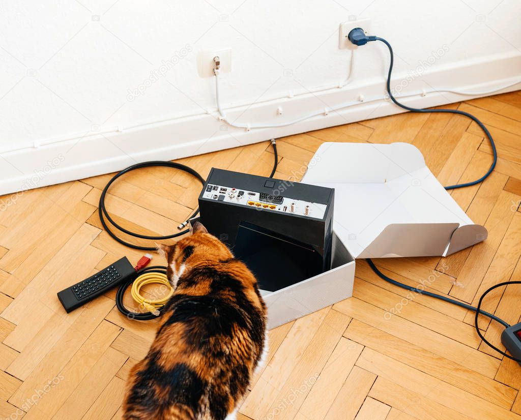 Cursious cat helping the installation of the new internet provid