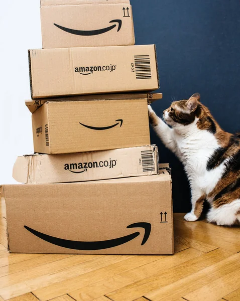 Cat menempatkan kaki untuk beberapa kotak amazon — Stok Foto