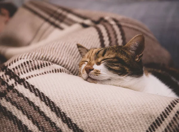 Cue gato durmiendo en manta — Foto de Stock