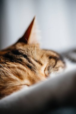 Makro yakın çekim çekim uyuyan sevimli kedi 