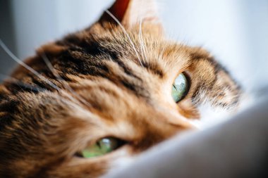 Makro yakın çekim çekim uyuyan sevimli kedi 