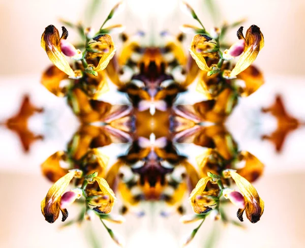 Makro-Nahaufnahme einer Freesia-getrockneten toten Freesia-Blume — Stockfoto