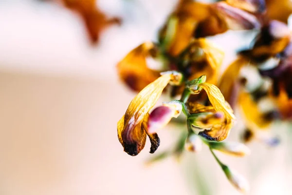 Makro närbild fotografi av en fresia torkade döda fresia blomma — Stockfoto