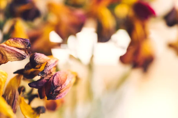 Fotografía de cerca macro de una flor de freesia seca muerta —  Fotos de Stock