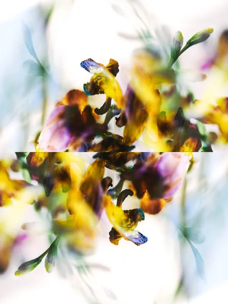 Fotografía de cerca macro de una flor de freesia seca muerta — Foto de Stock