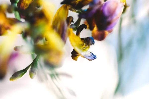 Macro close-up photograph of a freesia dried dead freesia flower — Stock Photo, Image