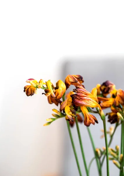 Fotografía de cerca macro de una flor de freesia seca muerta —  Fotos de Stock