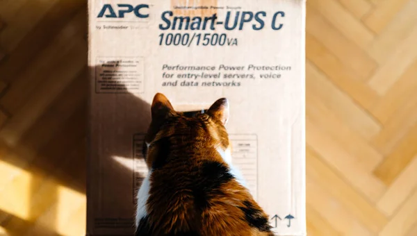 Цікаво кішка оглядають Apc Smart-Ups акумулятор — стокове фото