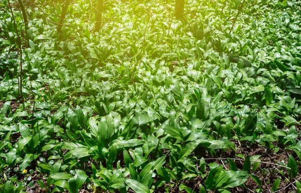 Wild-grown, bears garlic leaves in forest - Allium ursinum in fo — Stock Photo, Image
