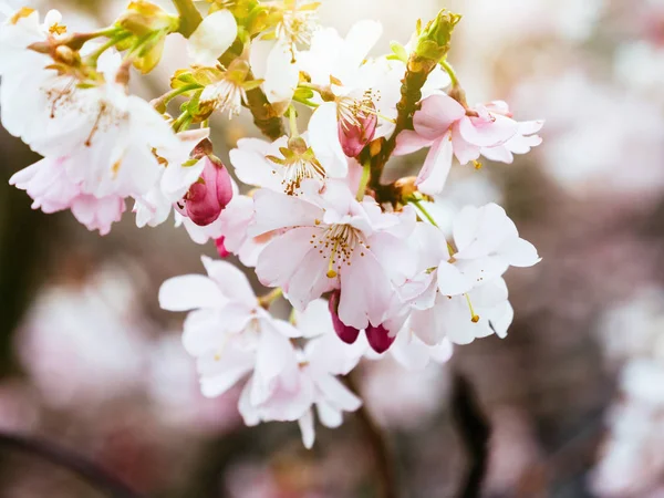Taze sakura kiraz çiçeği Bahçe