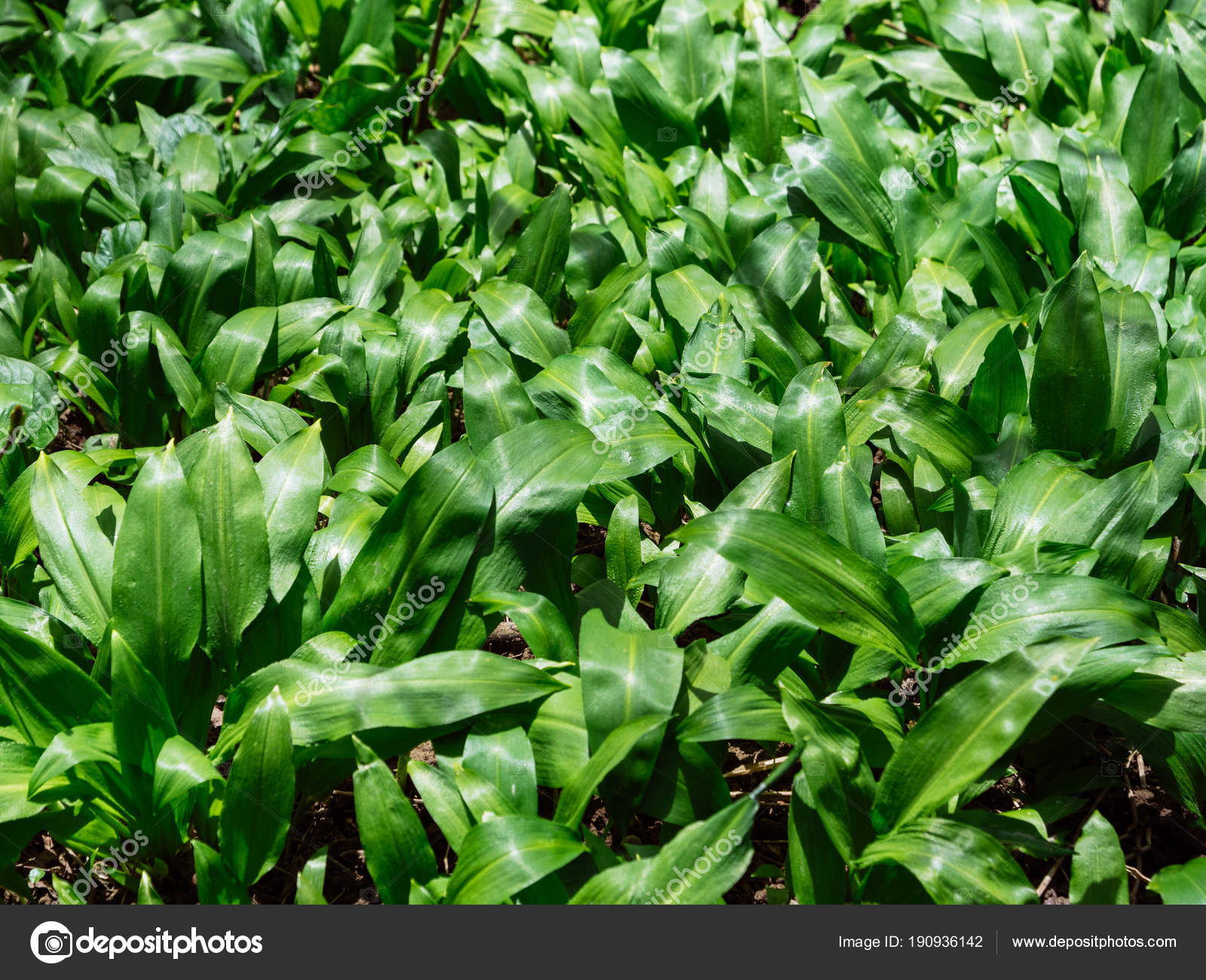 Ramsons Pictures Ramsons Stock Photos Images Depositphotos Ramsons Pictures Ramsons Stock Photos Images Depositphotos