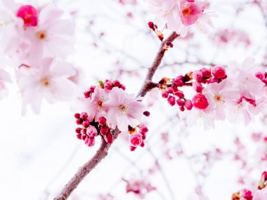 Taze sakura yeşillik şube sakin sabah - cherry blossom Japon bahçesinde çiçek