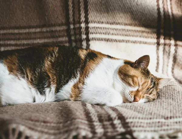 Adorable Kitten Deep Sleeping Blanket — Stock Photo, Image