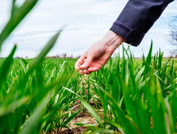 Agrónoma Profesional Femenina Que Inspecciona Cosecha Plantas Trigo Composición Del — Foto de Stock